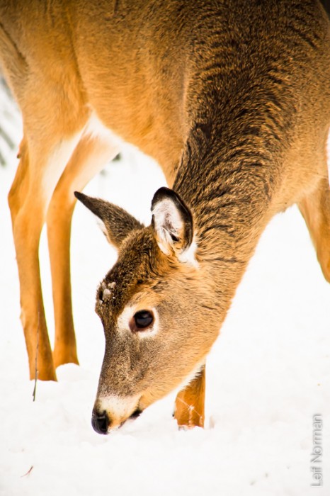 Manitoba Deer and Birds, Jan 11 2014